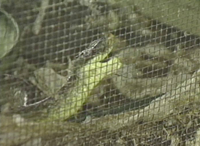 Guam Tree Snakes Impacting Island s Forests KUAM KUAM News On Air Online On Demand 