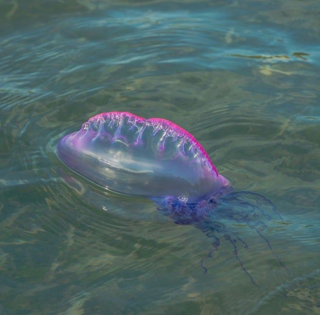 Dangerous jellyfish spotted throughout Guam beaches - KUAM.com-KUAM