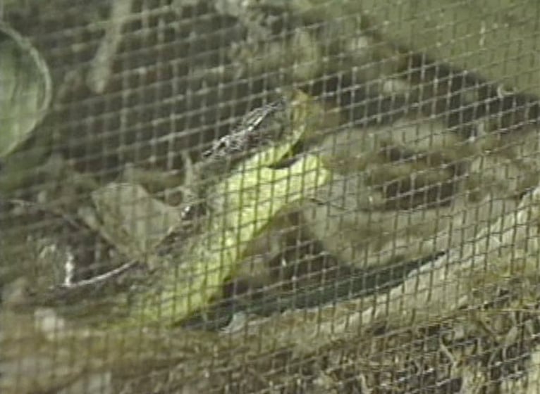 Reducing The Cost Of Controlling Brown Tree Snakes Kuam Com Kuam