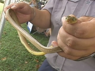 Guam Gets 100k To Combat Brown Tree Snake Kuam Com Kuam News