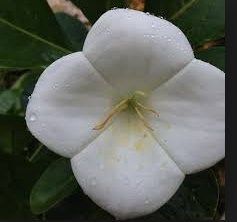 National Flower Of Guam Best Flower Site