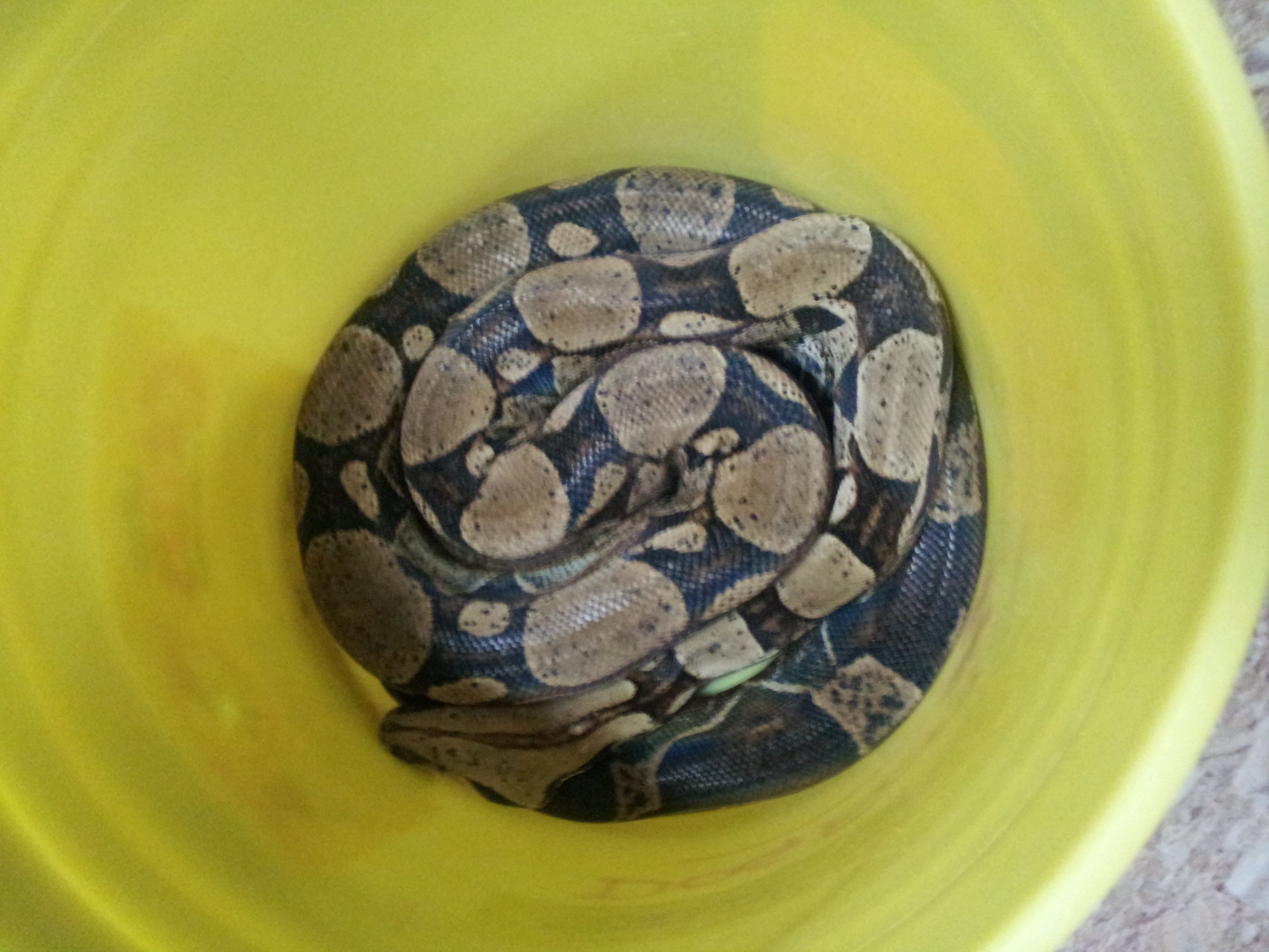 Florida Homeowner Finds Huge Boa Constrictor Snake Slithers into Yard