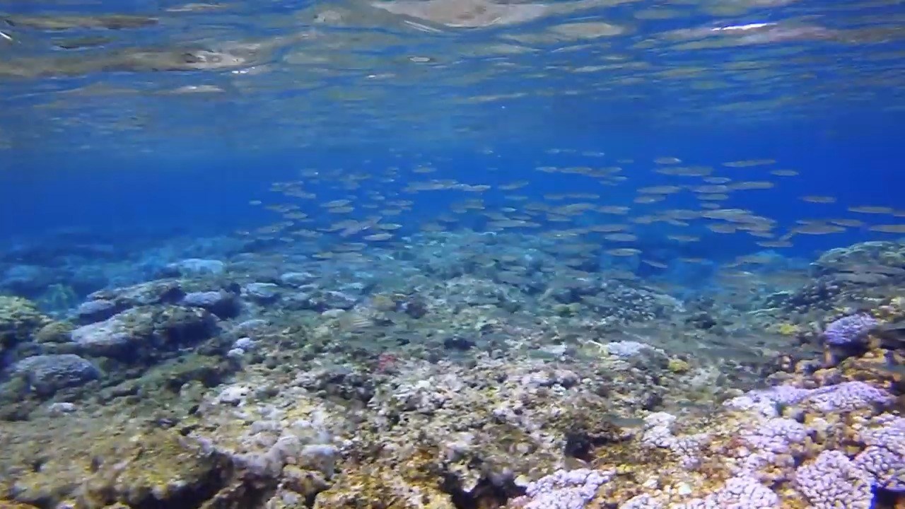 Guam's coral reefs are dying…and it might be our fault - KUAM.com-KUAM