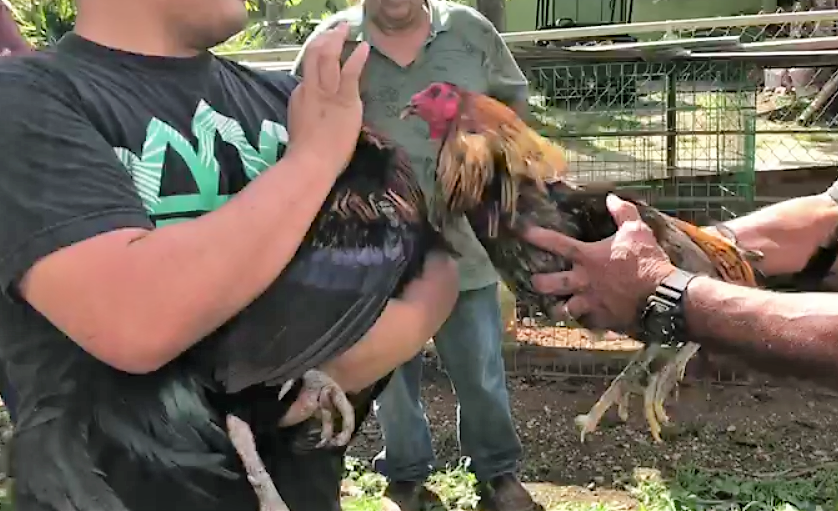 Puerto Rico Plans To Defy Federal Cockfighting Ban Kuam News
