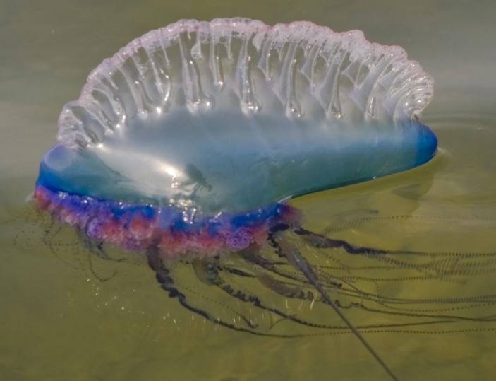 Man-o-war jellyfish spotted on eastern coast - KUAM.com-KUAM News: On