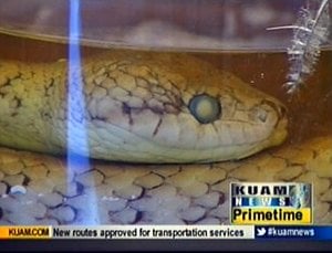 Look Out Below Brown Tree Snakes Kuam Com Kuam News On Air