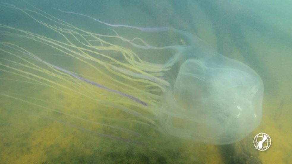 Box jellyfish, a familiar Guam foe, expected next week