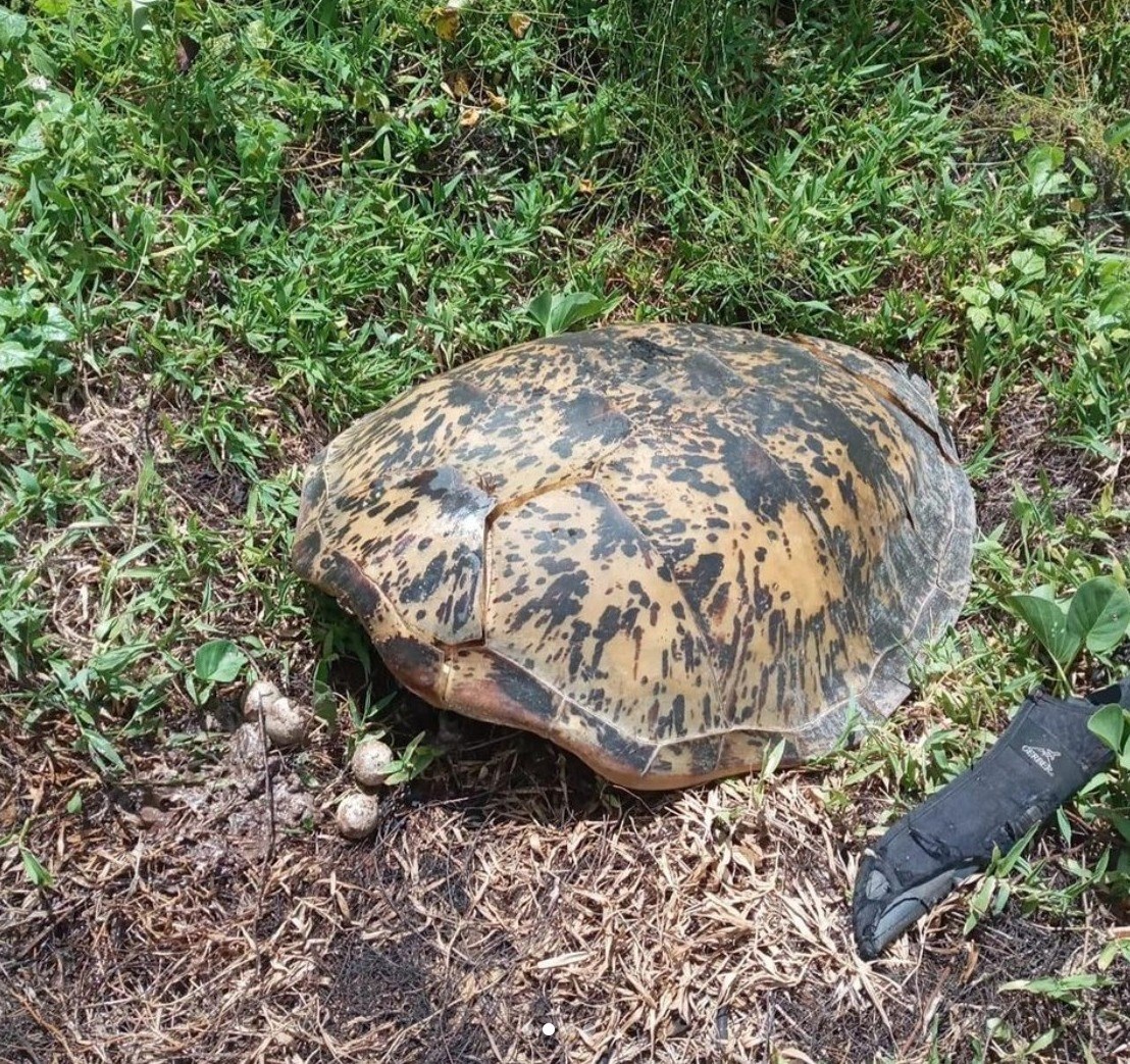 Saipan dive company offers $5,000 to catch turtle poacher - KUAM.com ...