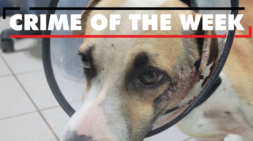 Can you help GPD find the culprit behind an animal cruelty case? - News: On Air. Online. On Demand. Can you help GPD find the culprit behind an animal cruelty case? - News: On Air. Online. On Demand.