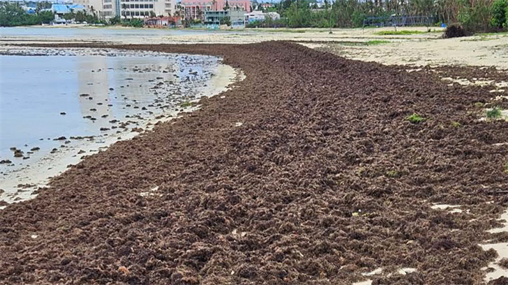 Red algae washes up on Guam's shores - Vimarsana News