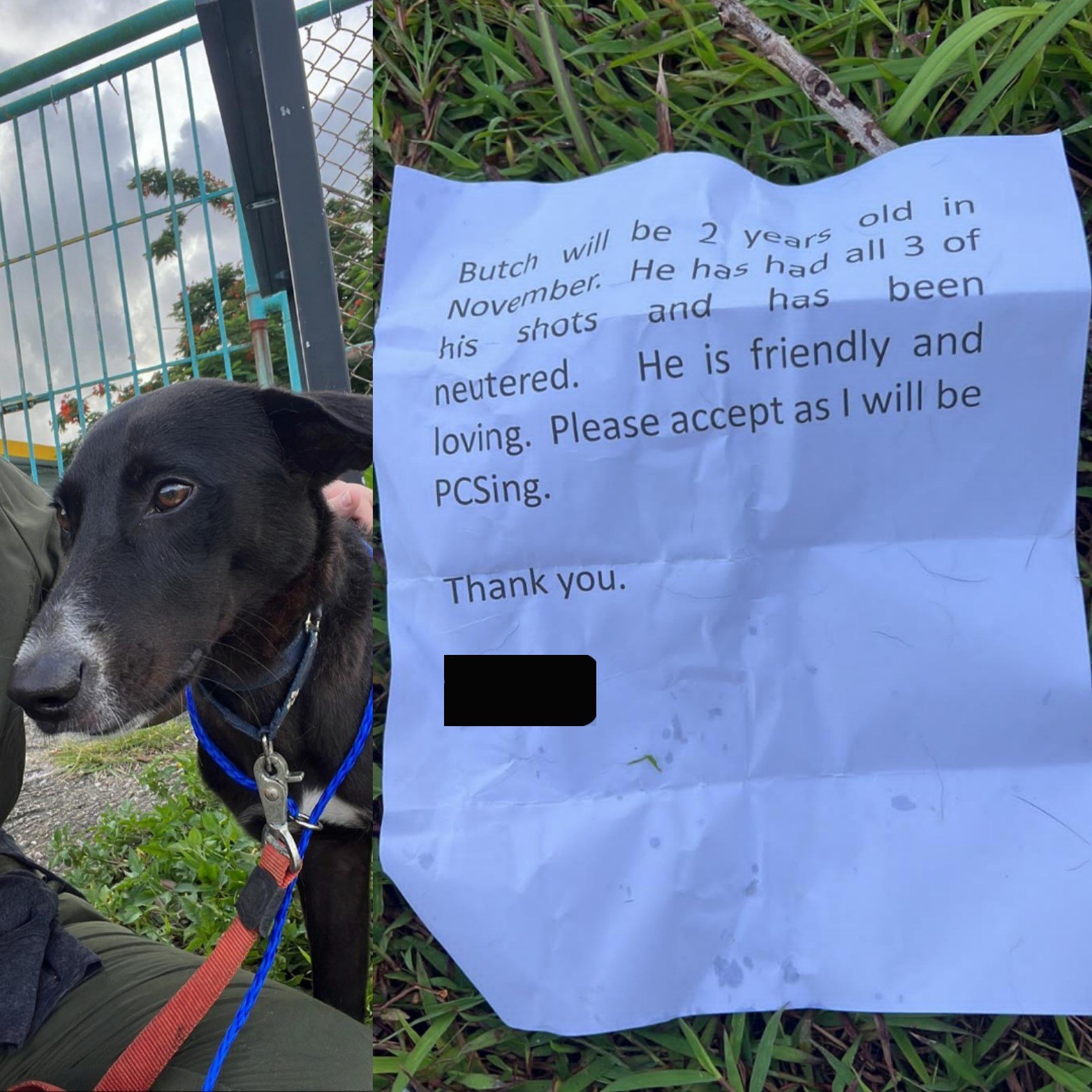 Apparent military service member leaves dog outside GAIN animal shelter ...