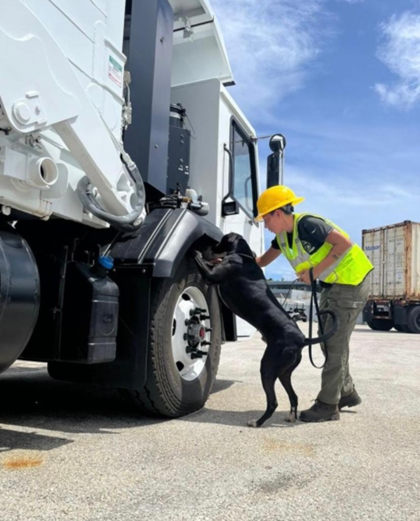 Detector Dog Team prevents coconut rhino beetle spread to Marshall Islands - Vimarsana News