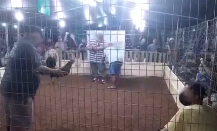 Delegate wants federal cockfighting ban repealed for Guam - Vimarsana News