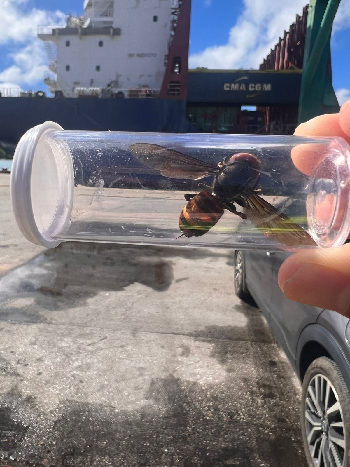 Murder hornet discovered on Guam - Vimarsana News