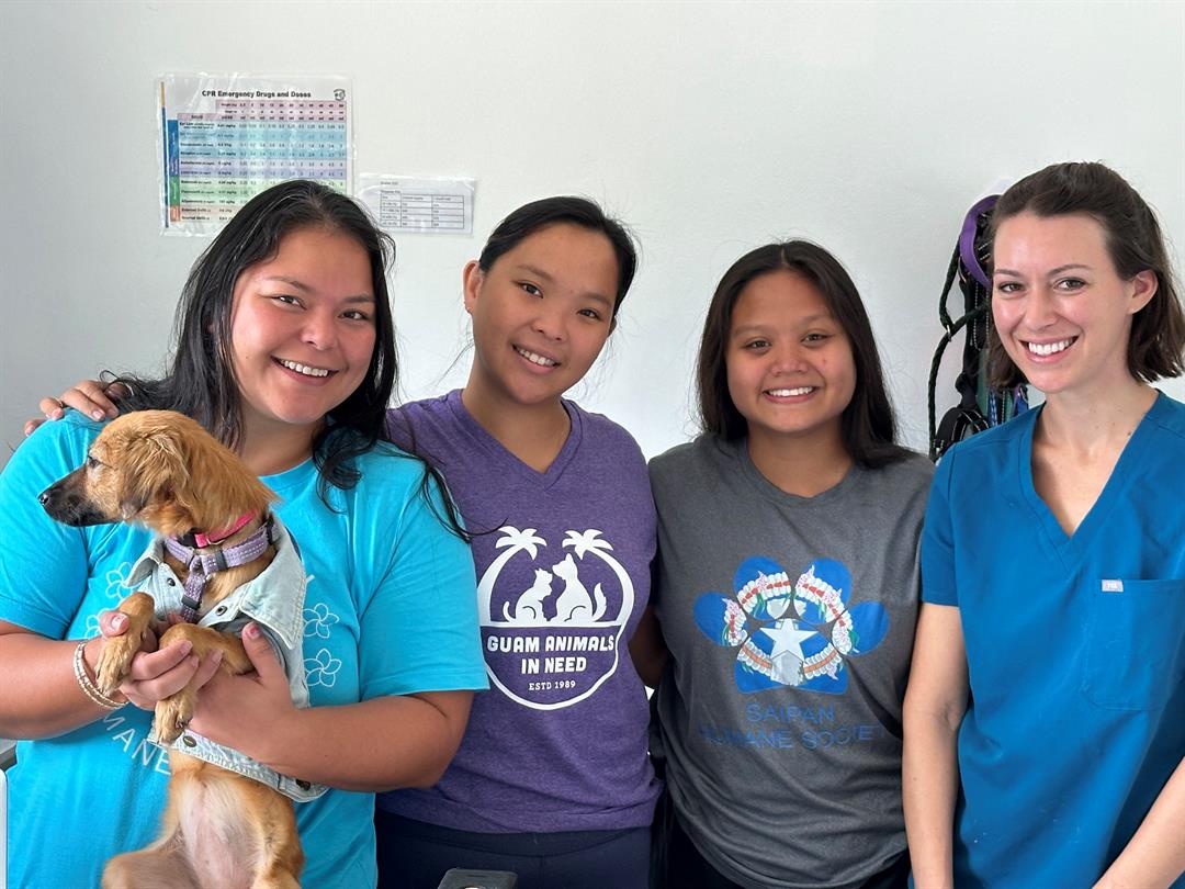 Saipan Humane Society pushes for humane euthanasia bill - Vimarsana News