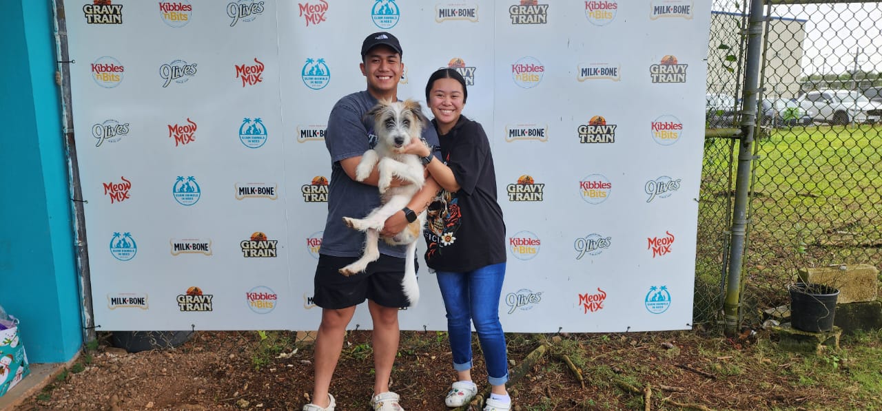 12 GAIN dogs and cats find homes in time for the holidays - Vimarsana News