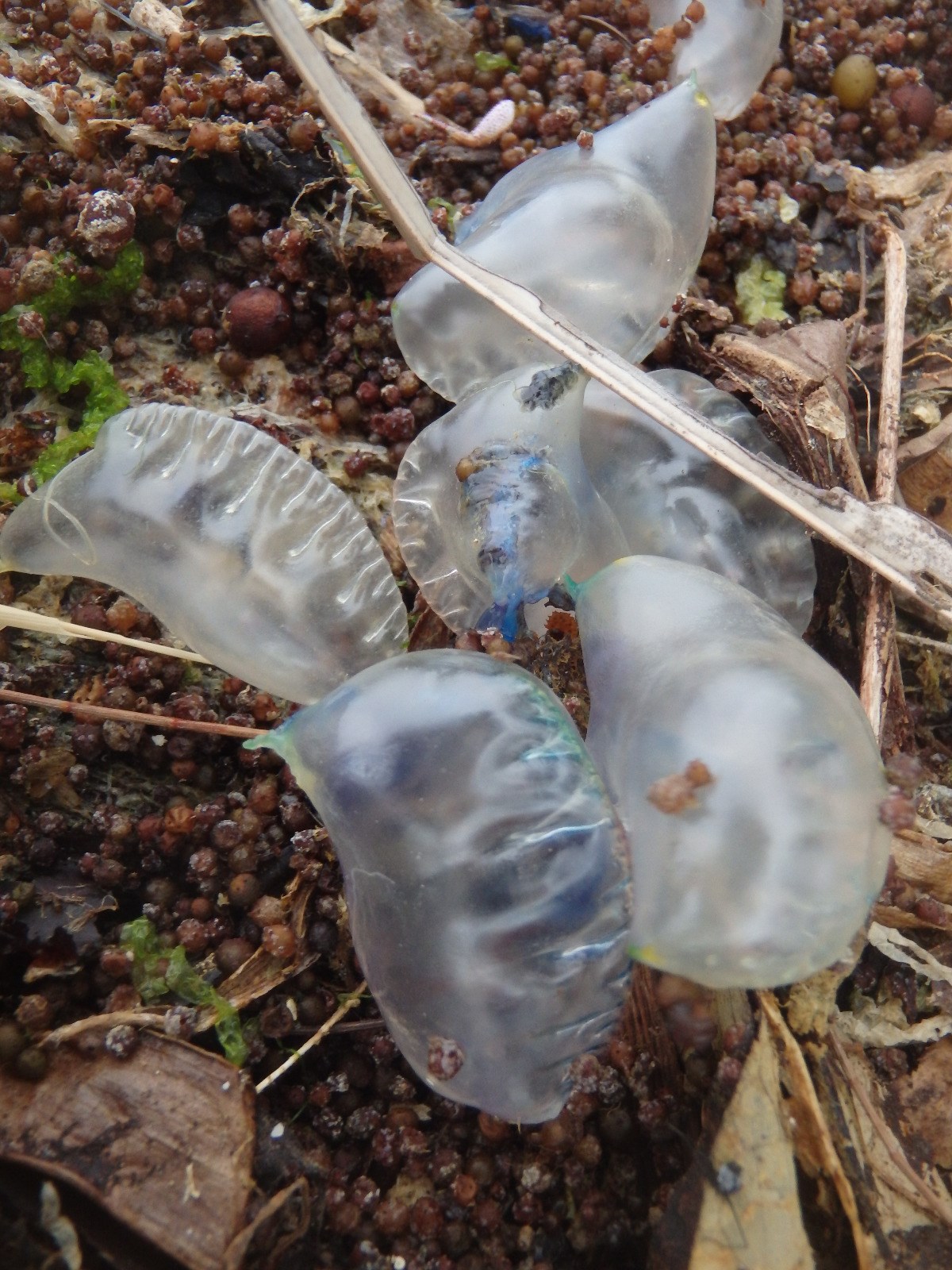 Indo-Pacific Man o' War spotted in north and east facing beaches - Vimarsana News