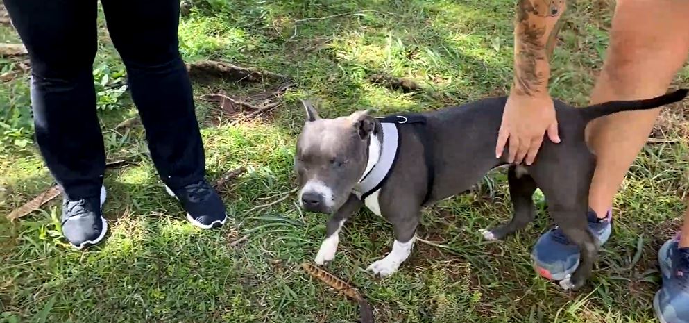 Blind pit bull adopted, finds forever home after being abandoned - KUAM ...