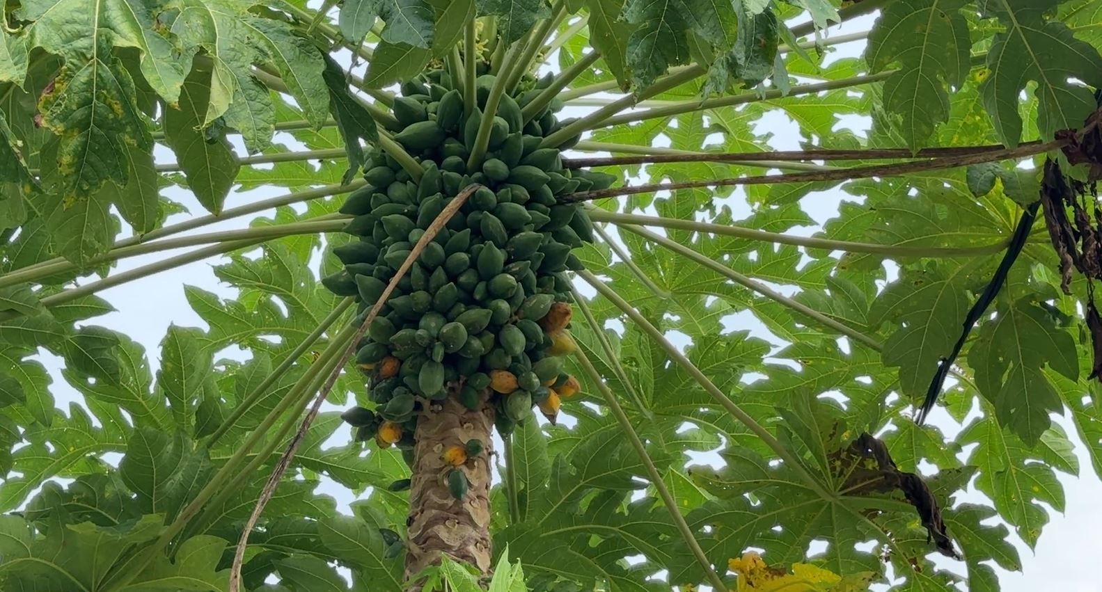 'Rooted in resilience': 2nd annual Agriculture Symposium this week