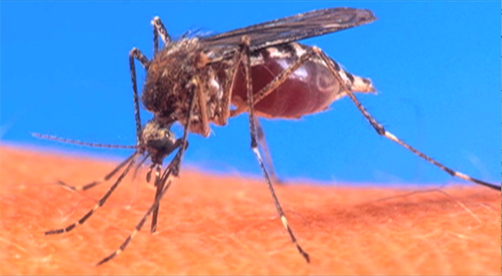 Second case of Dengue Fever confirmed