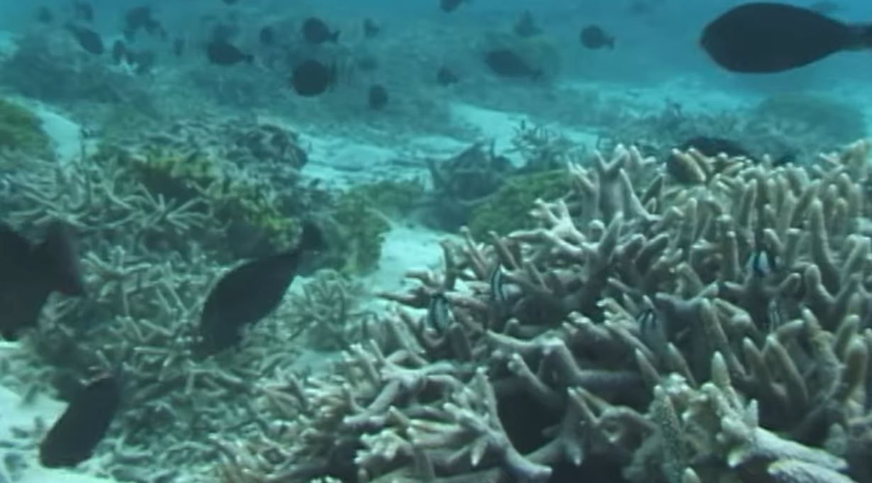 "Leave it alone": community speaks up against deep sea mining in Marianas