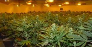 Bureaucratic delays slowing growth for Guam's cannabis industry