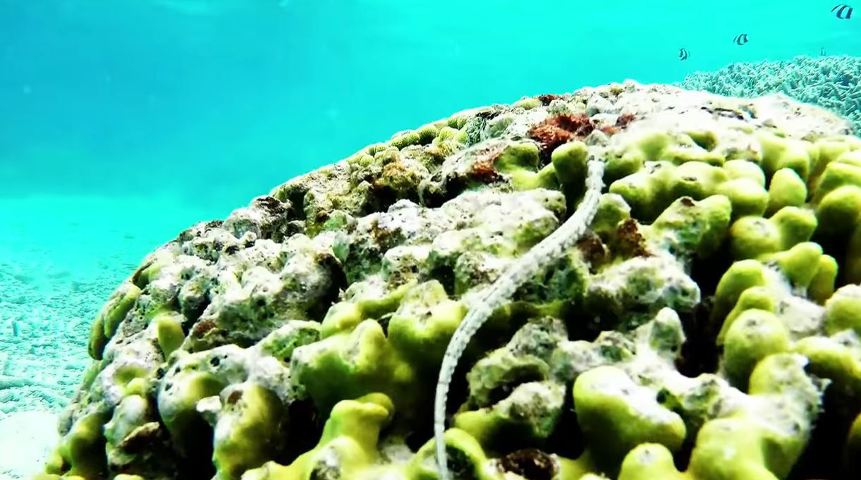 Over 60,000 petitions, letters & comments against deep sea mining