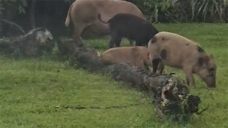 Hunting program takes aim at growing threat of feral pigs