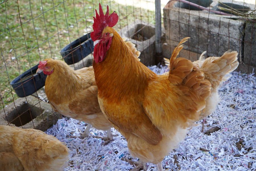Chicken farmers invited to workshop to learn how to manage insect pests in poultry