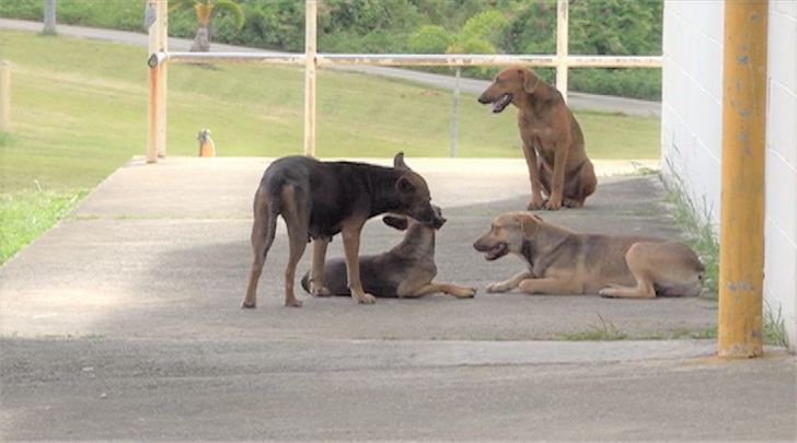 Community gets hands-on training to handle animals from national expert