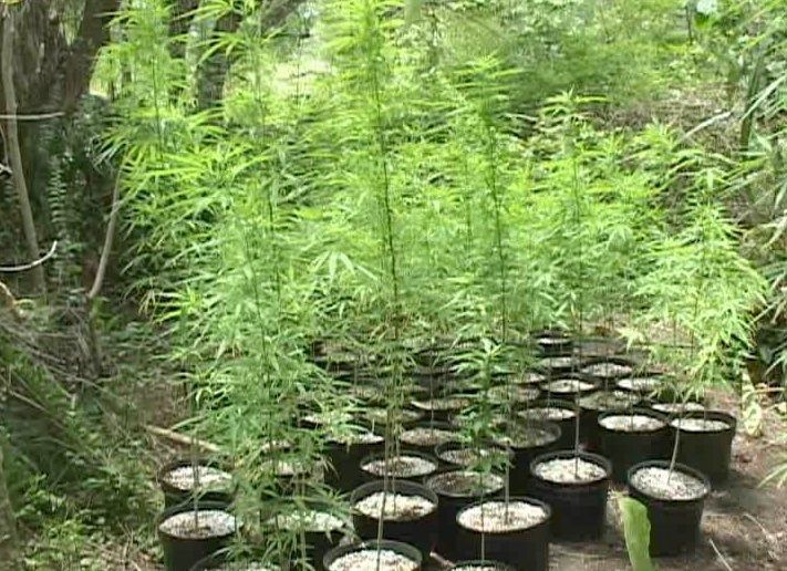 Annual Cannabis Summit outlines licensing process & Mertc system