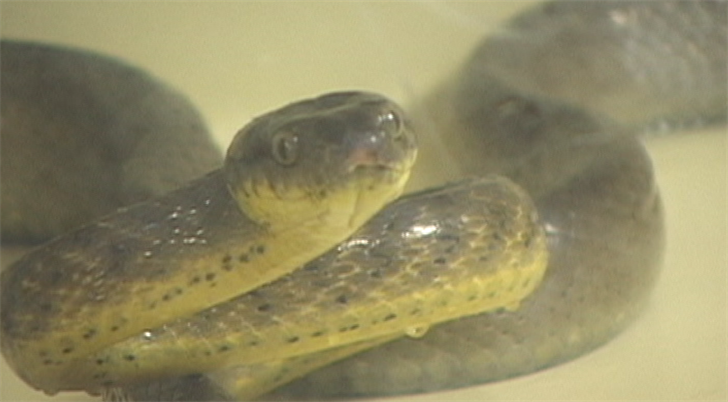 Can brown tree snakes swim to Cocos Island, where endangered ko'ko' thrive?